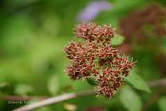 Spiraea canescens